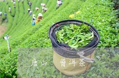 唐山 普洱茶/2023042997957